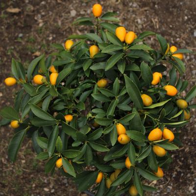 Kumquat 