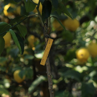 Lime Citron Vert 