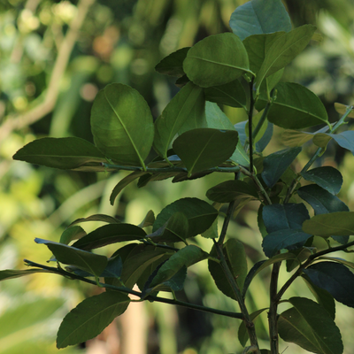 Citronnier (Lime de Tahiti)