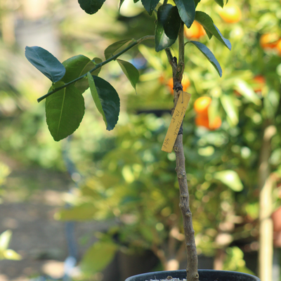 Lime Citron Vert 