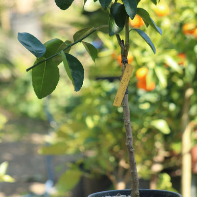Citronnier (Lime de Tahiti)