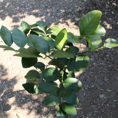 Citronnier (Lime de Tahiti)