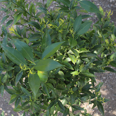 Mandarinier 