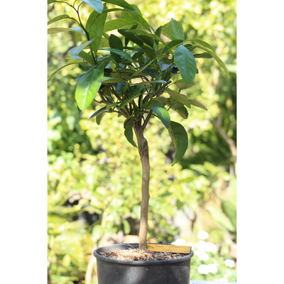 Mandarinier Satsuma 