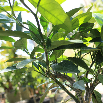 Mandarinier (Satsuma - Poncirus Trifoliata)