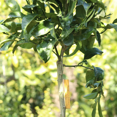 Mandarinier (Satsuma - Poncirus Trifoliata)