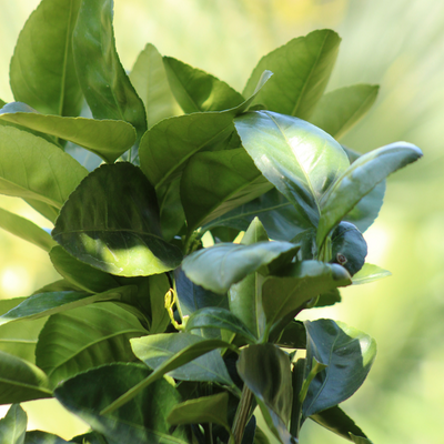 Mandarinier Satsuma 