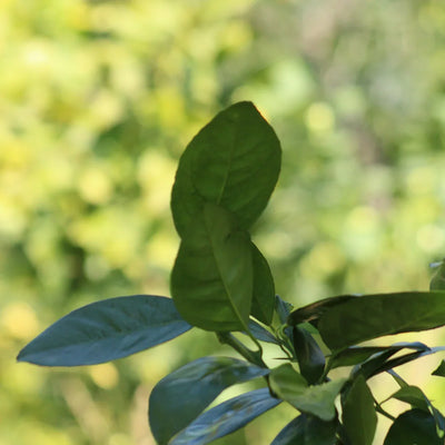 Oranger (Navel tardive)