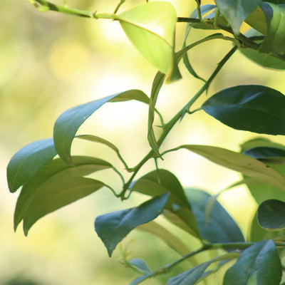 Oranger (Navel tardive)