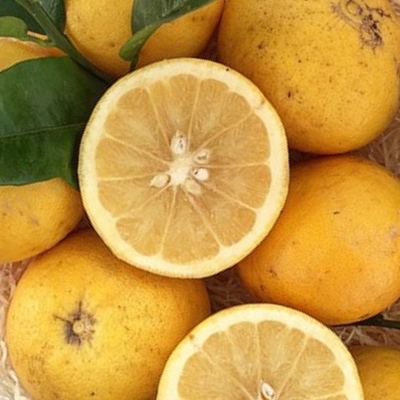 Pomelo BIO