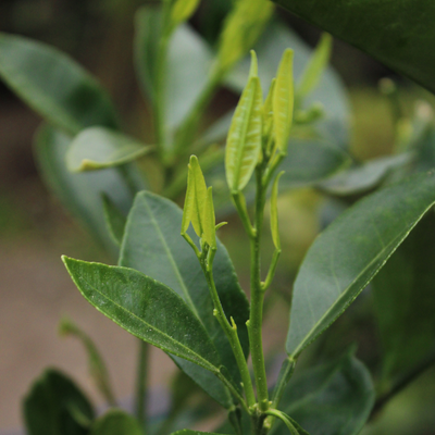 Pomelo Citrus Paradisi 