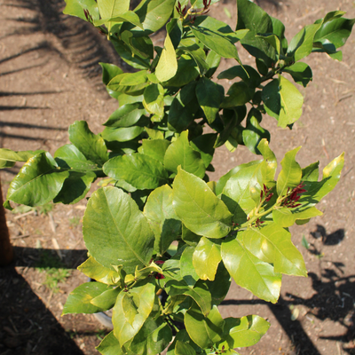 Citronnier 4 saisons 