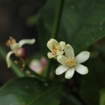 Citronnier 4 saisons 