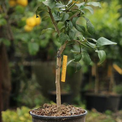 Citronnier 4 saisons SRA625 (variété de l'appellation Citron de Menton)