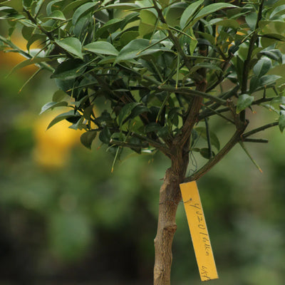 Yuzu (Poncirus Trifoliata)
