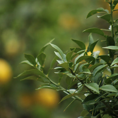Yuzu (Poncirus Trifoliata)