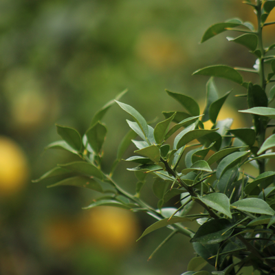 Yuzu 