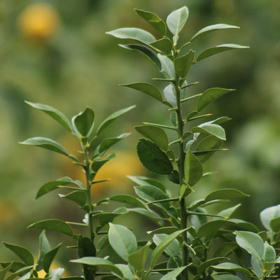 Yuzu (Poncirus Trifoliata)