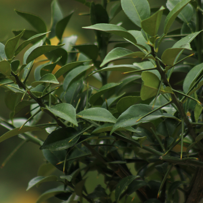 Yuzu 