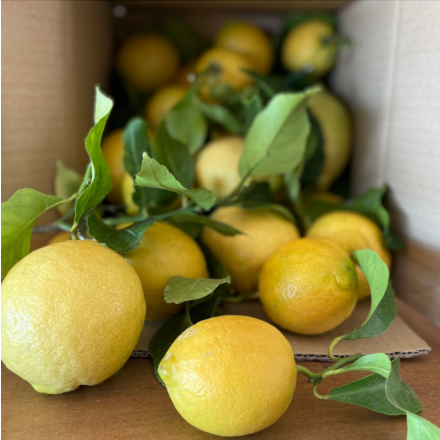 Citrons bio de nos vergers mentonnais 4,5kg