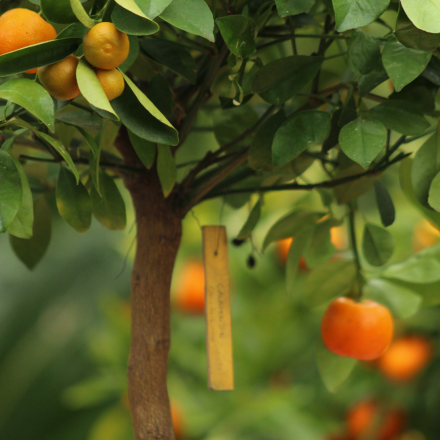 Calamondin 4/5 Litres