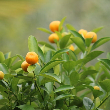 Calamondin 7/9 Litres