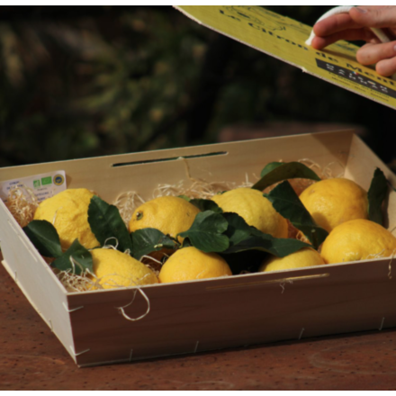 Bourriche de 2,5kg de Citrons Bio de nos vergers mentonnais 