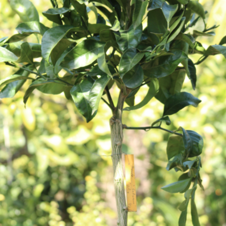 Mandarinier Satsuma "Volkameriana" 7/9 Litres