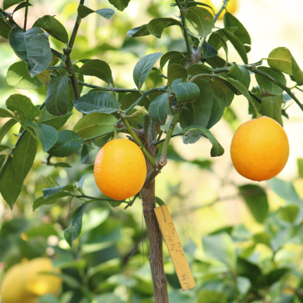 Citronnier "Meyer" 7/9 Litres