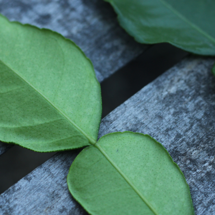 10 Feuilles de combawa BIO
