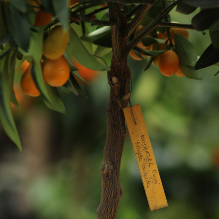 Kumquat "Long" 7/9 Litres