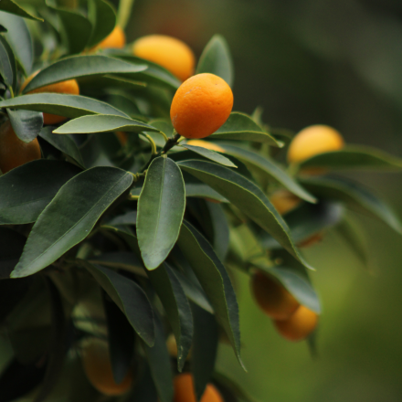 Kumquat "Long" 4/5 Litres