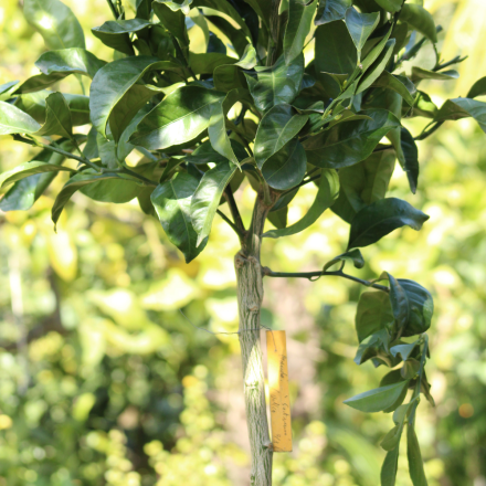 Mandarinier "Satsuma" 7/9 Litres