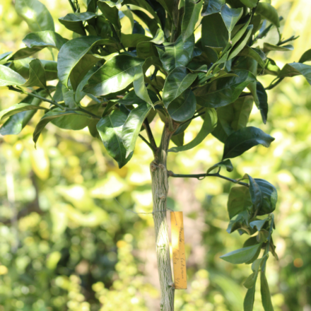 Mandarinier Satsuma "Poncirus Trifoliata" 12 Litres