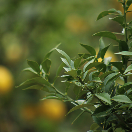 Yuzu "Poncirus Trifoliata" 7/9 Litres