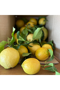 Citrons bio de nos vergers mentonnais 2kg