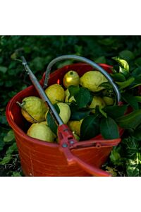 Citrons bio de nos vergers mentonnais 9kg