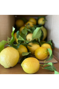 Citrons de Menton IGP BIO 4,5kg