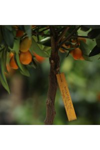 Kumquat "Long" 7/9 Litres
