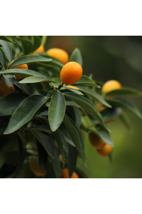 Kumquat "Long" 4/5 Litres